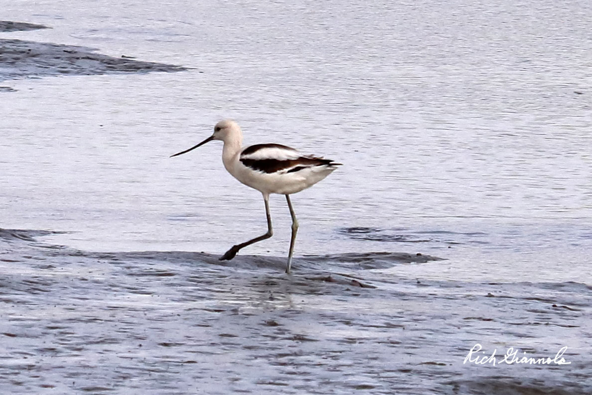 Birding at Bombay Hook NWR: Featuring an American Avocet (10/24/20)