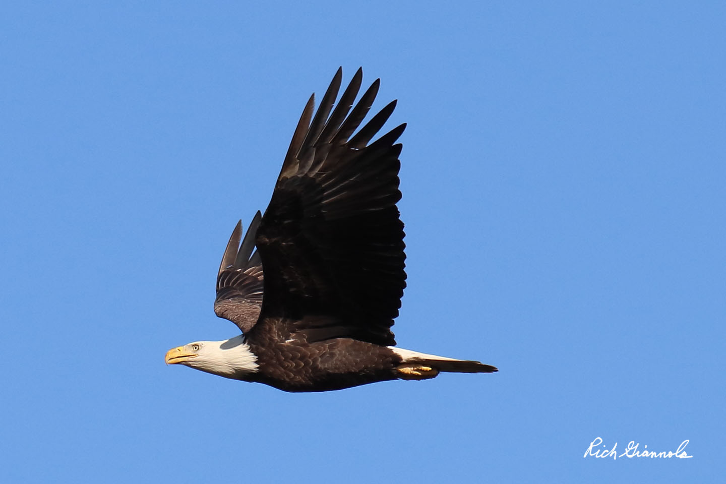 Birding at Delaware Seashore State Park: Featuring a Bald Eagle (10/15/20)