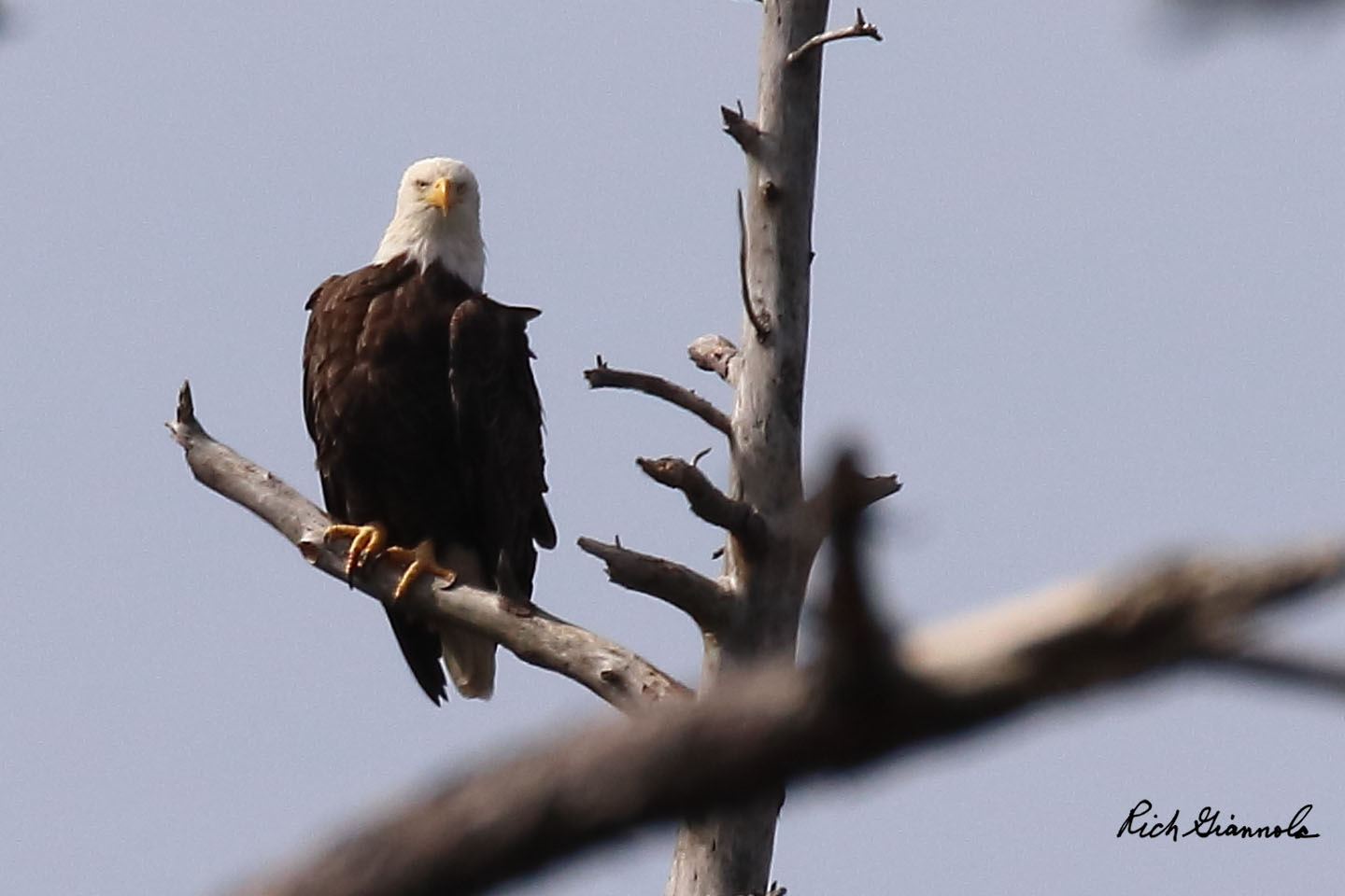 Birding at Assateague Island National Seashore: Featuring a Bald Eagle (10/19/20)