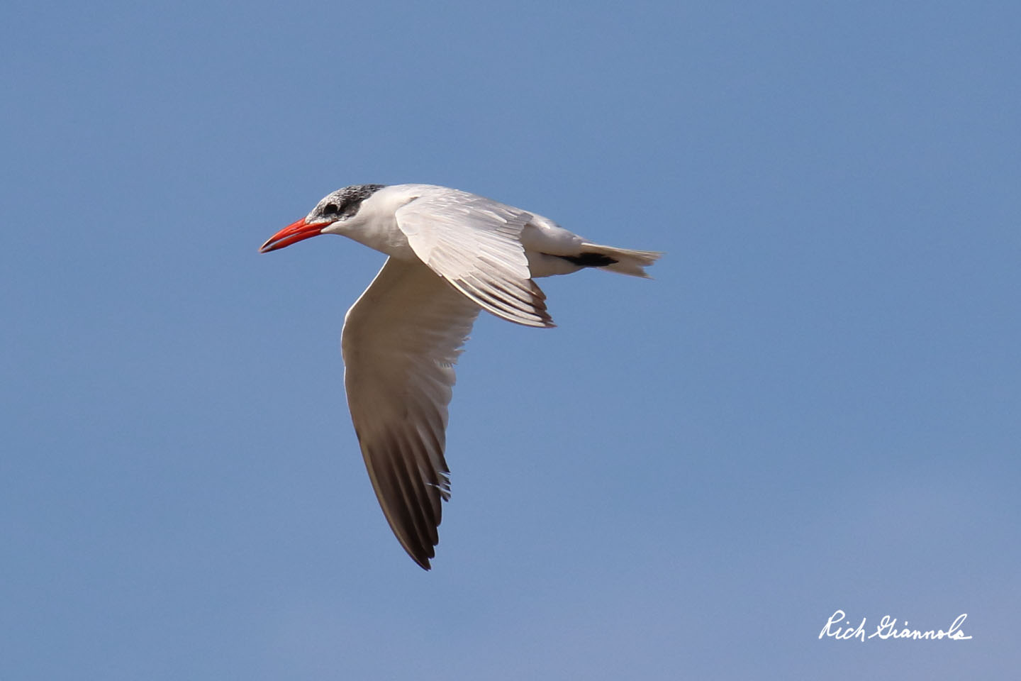 Birding at Cape Henlopen State Park: Featuring a Caspian Tern (10/9/20)