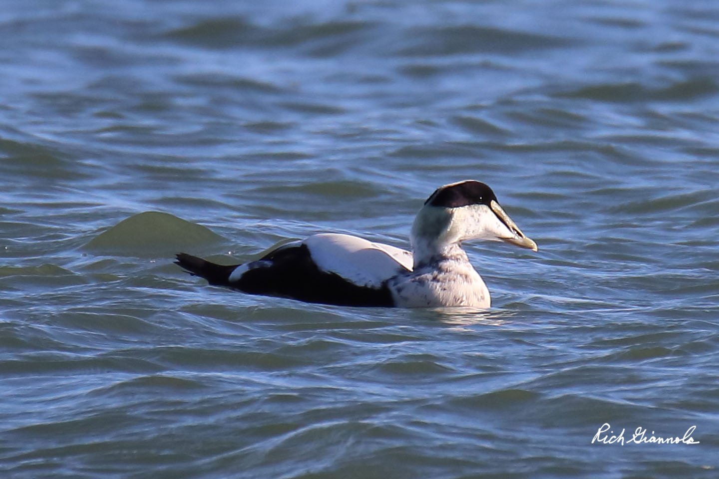 Birding at Delaware Seashore State Park: Featuring a Common Eider (11/20/20)