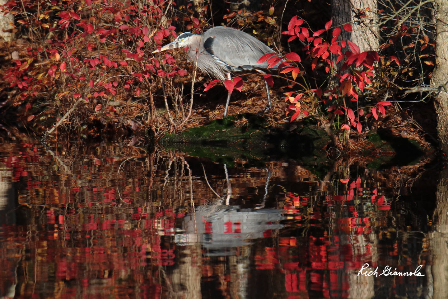 Birding at Trap Pond State Park: Featuring a Great Blue Heron (12/18/20)