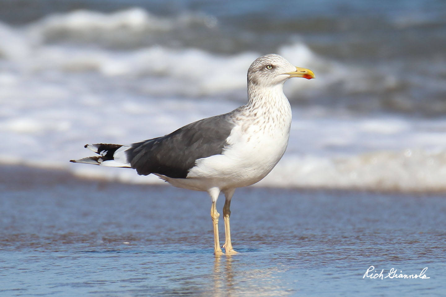 Birding at Cape Henlopen State Park: Featuring a Lesser Black-Backed Gull (11/5/20)