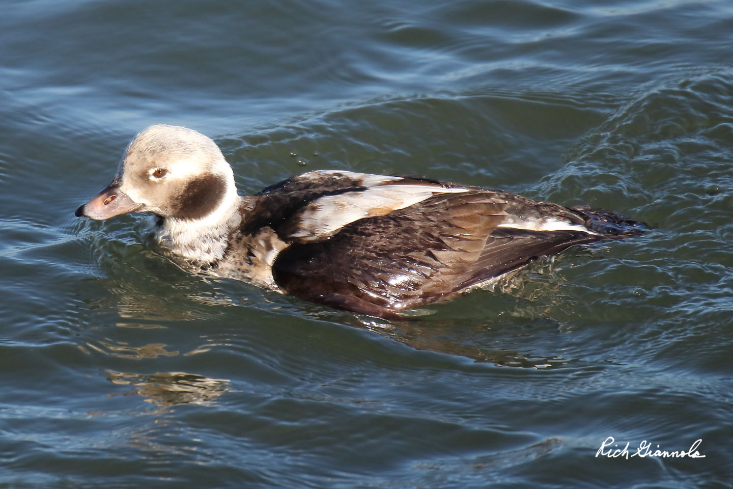 Birding at Delaware Seashore State Park: Featuring a Long-Tailed Duck (12/10/20)