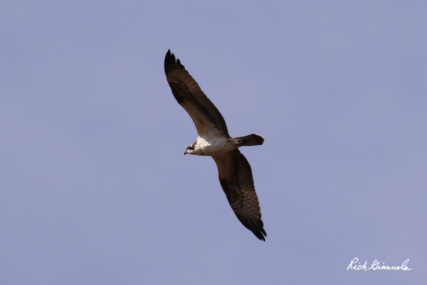 Birding at Prime Hook NWR: Featuring a Peregrine Falcon (10/9/20)