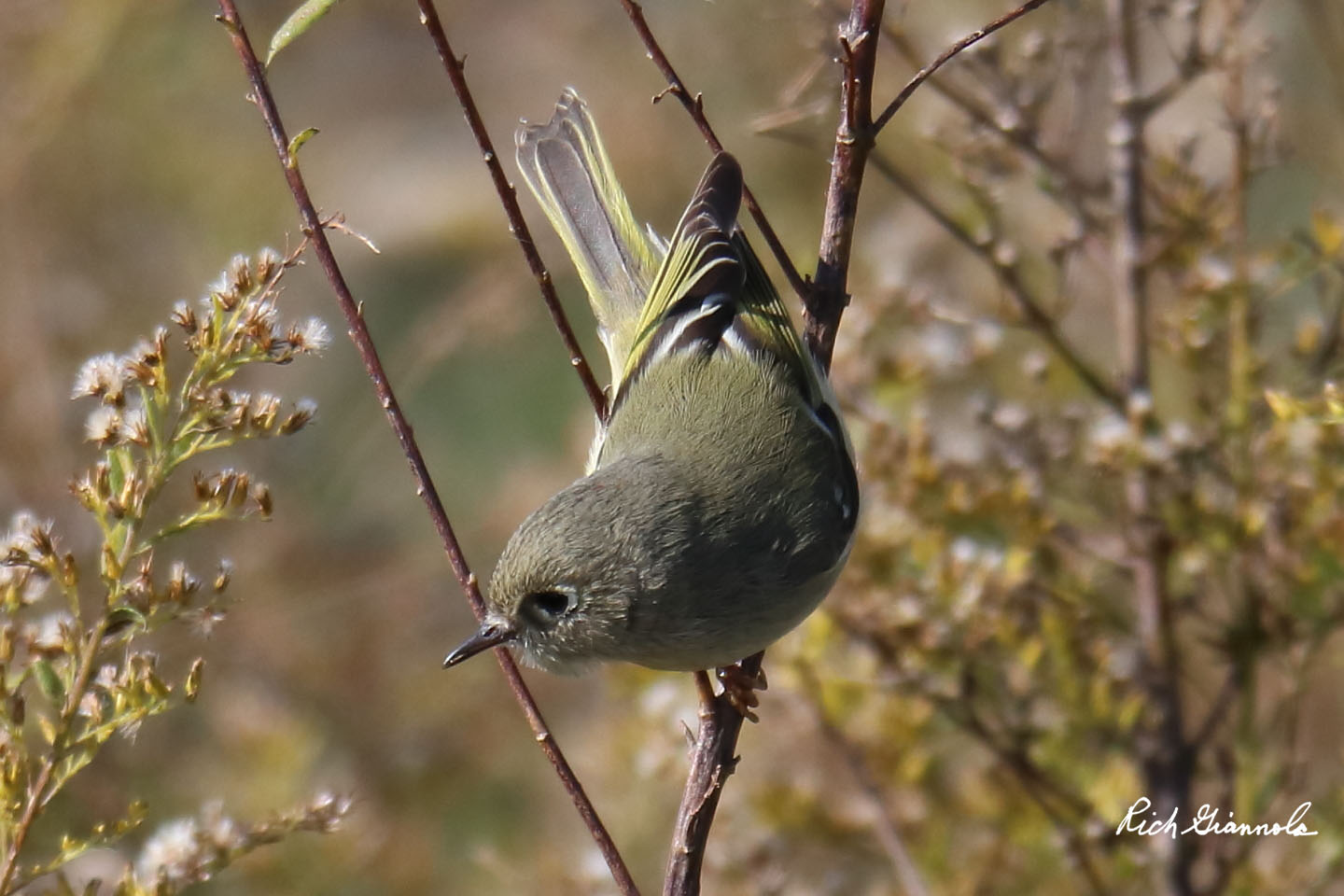 Birding at Bombay Hook NWR: Featuring a Ruby-Crowned Kinglet (11/6/20)