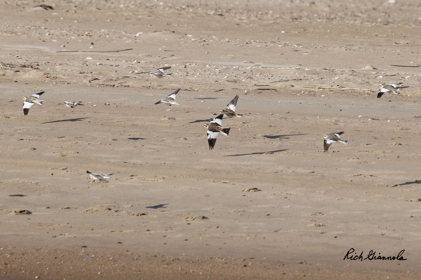 Birding at Cape Henlopen State Park: Featuring Snow Buntings (12/30/20)