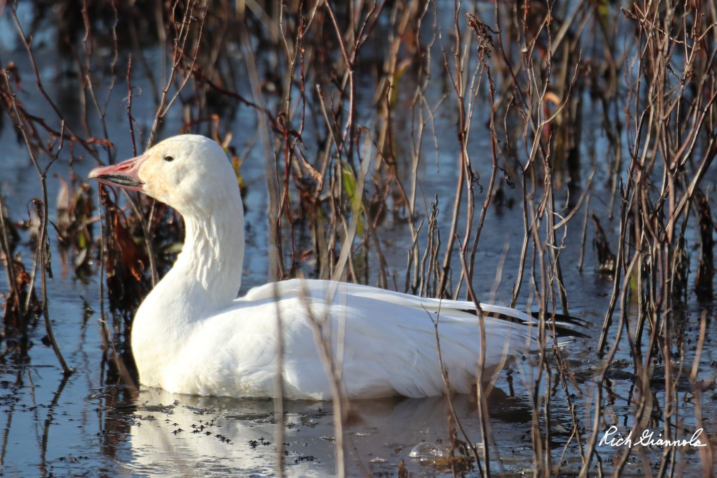 Birding at Bombay Hook NWR: Featuring a Snow Goose (12/28/20)