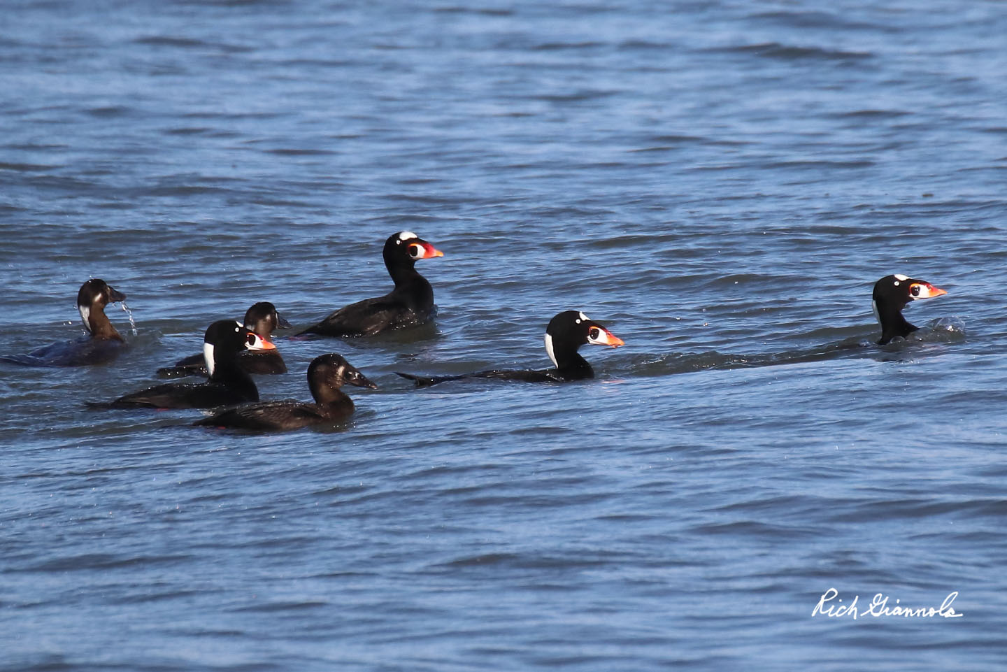 Birding at Cape Henlopen State Park: Featuring Surf Scoters (12/13/20)