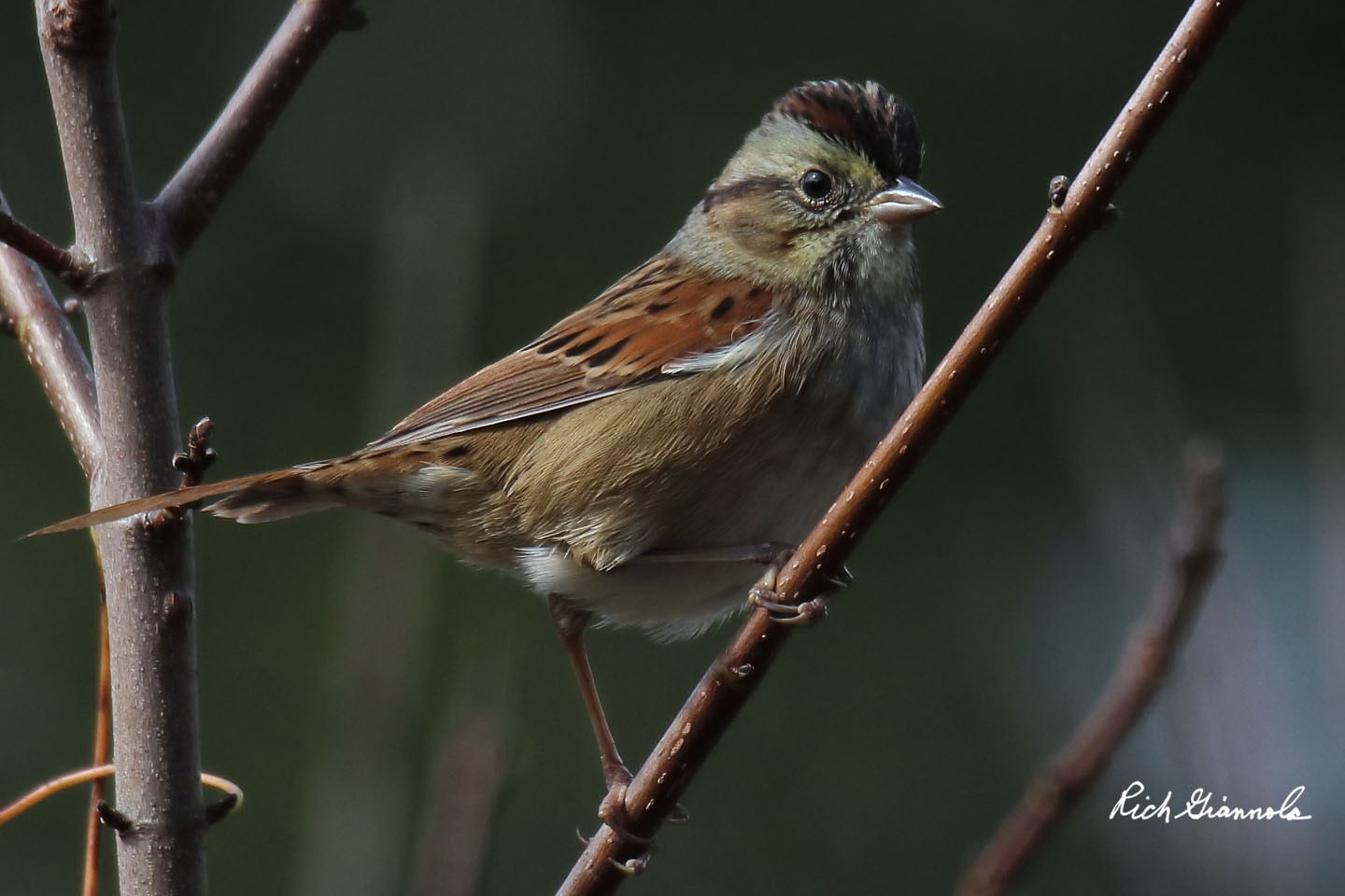 Birding at Prime Hook NWR: Featuring a Swamp Sparrow (10/27/20)