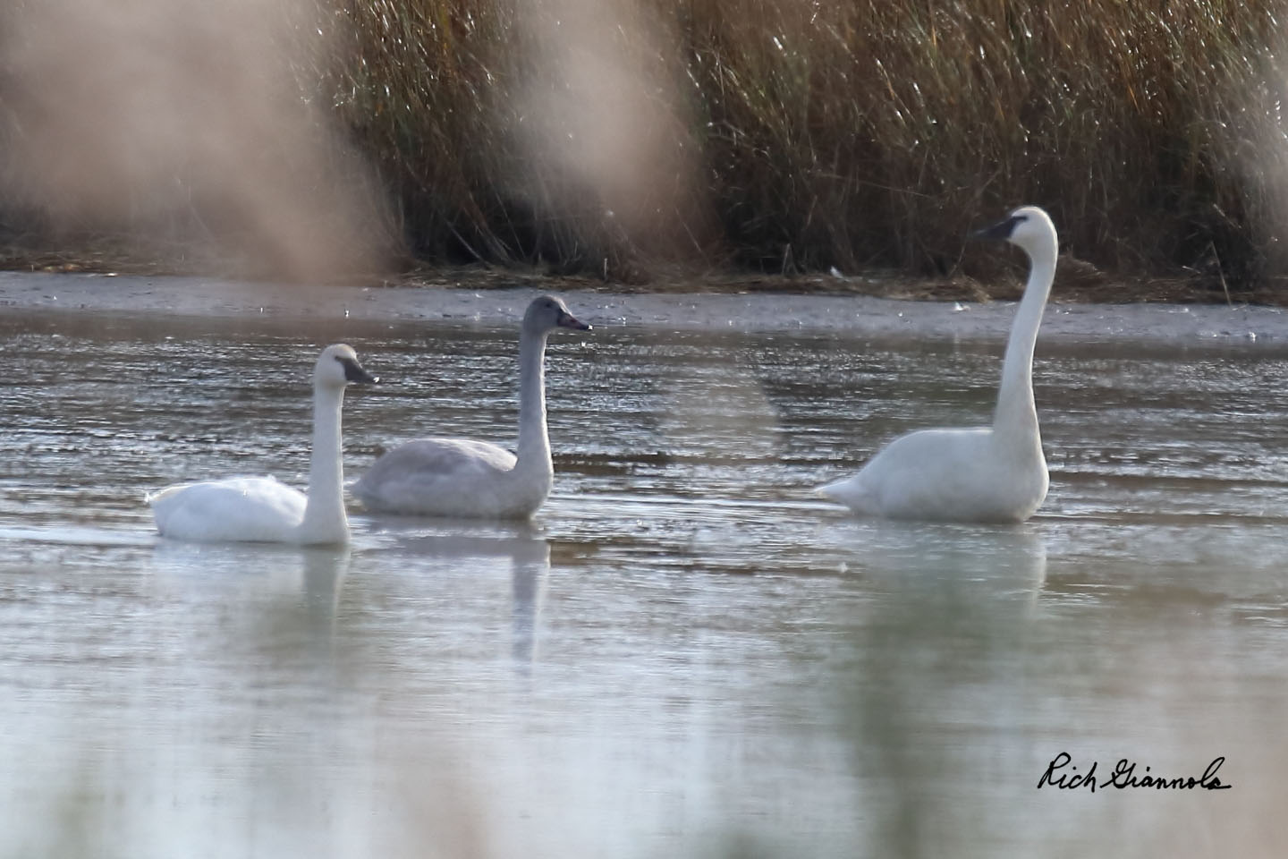 Birding at Prime Hook NWR Fowler Beach: Featuring Tundra Swans (12/3/20)