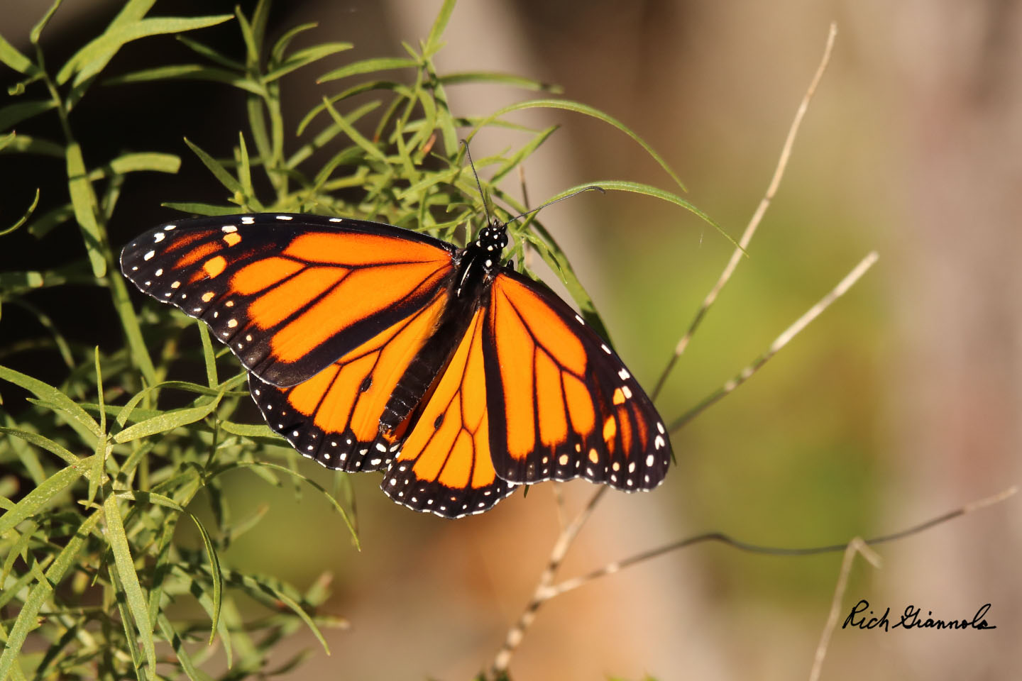 Birding at Cape Henlopen State Park: Featuring a Monarch Butterfly (10/8/20)