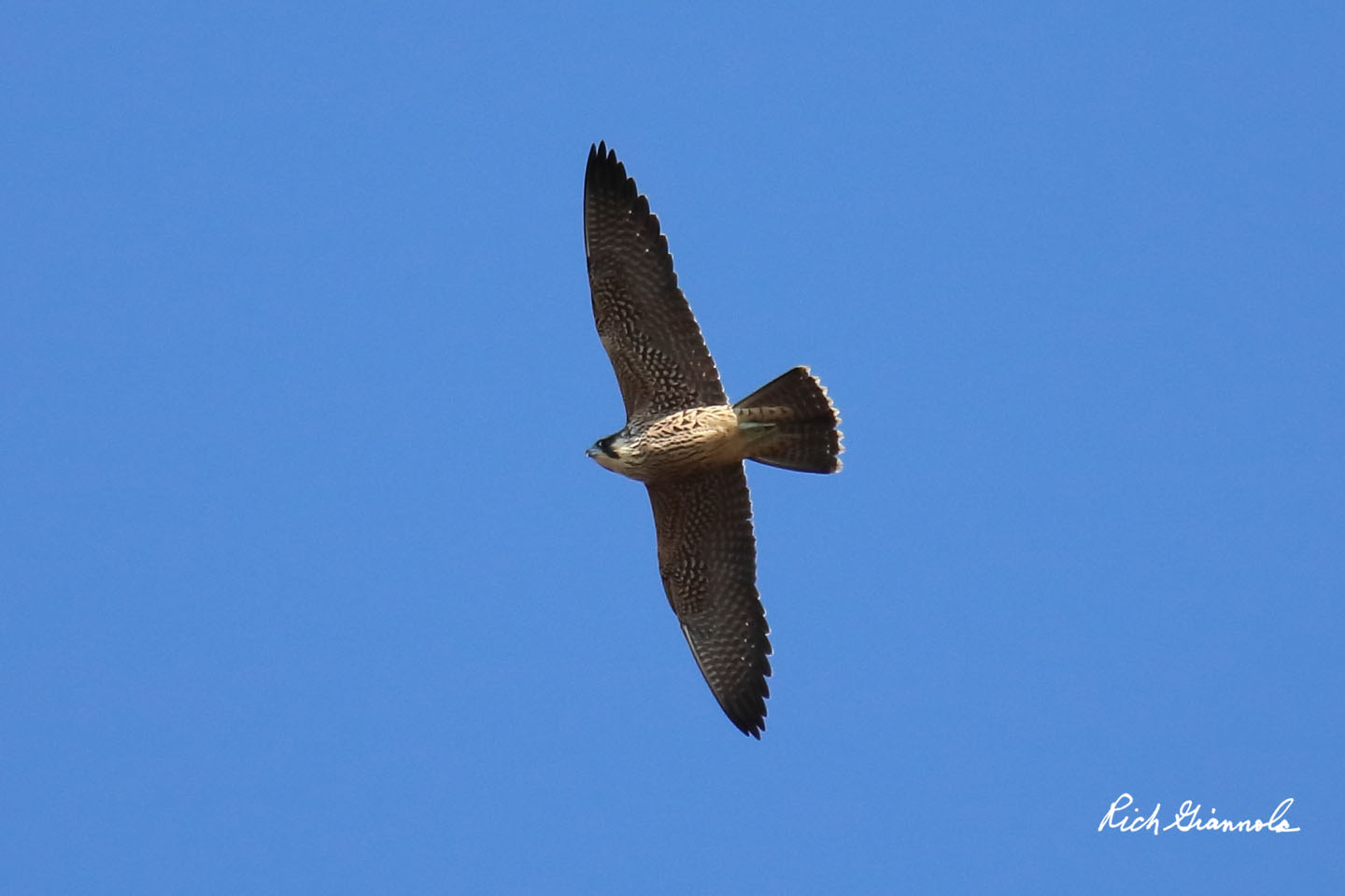 Birding at Prime Hook NWR: Featuring a Peregrine Falcon (10/1/20)