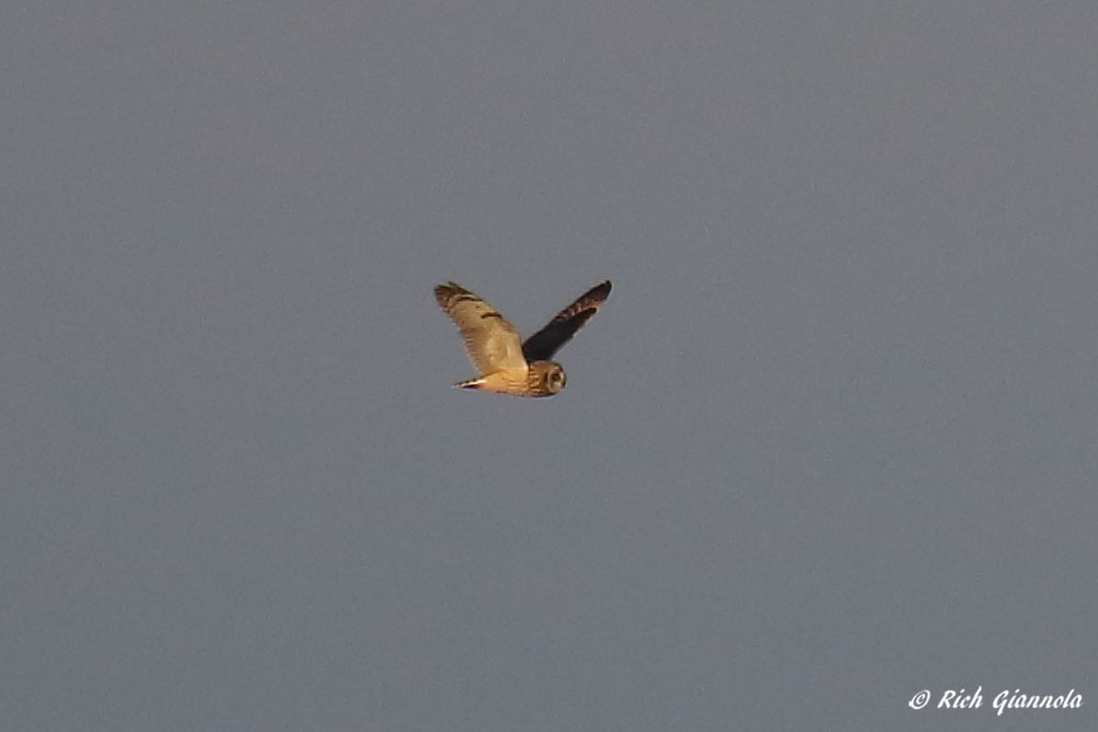 Birding at Prime Hook NWR Fowler Beach: Featuring a Short-Eared Owl (1/12/21)