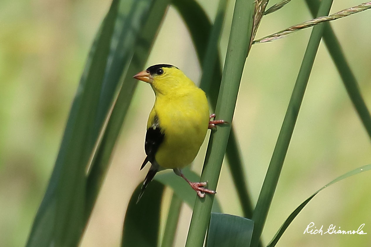 Birding at Prime Hook NWR: Featuring an American Goldfinch (8/11/20)