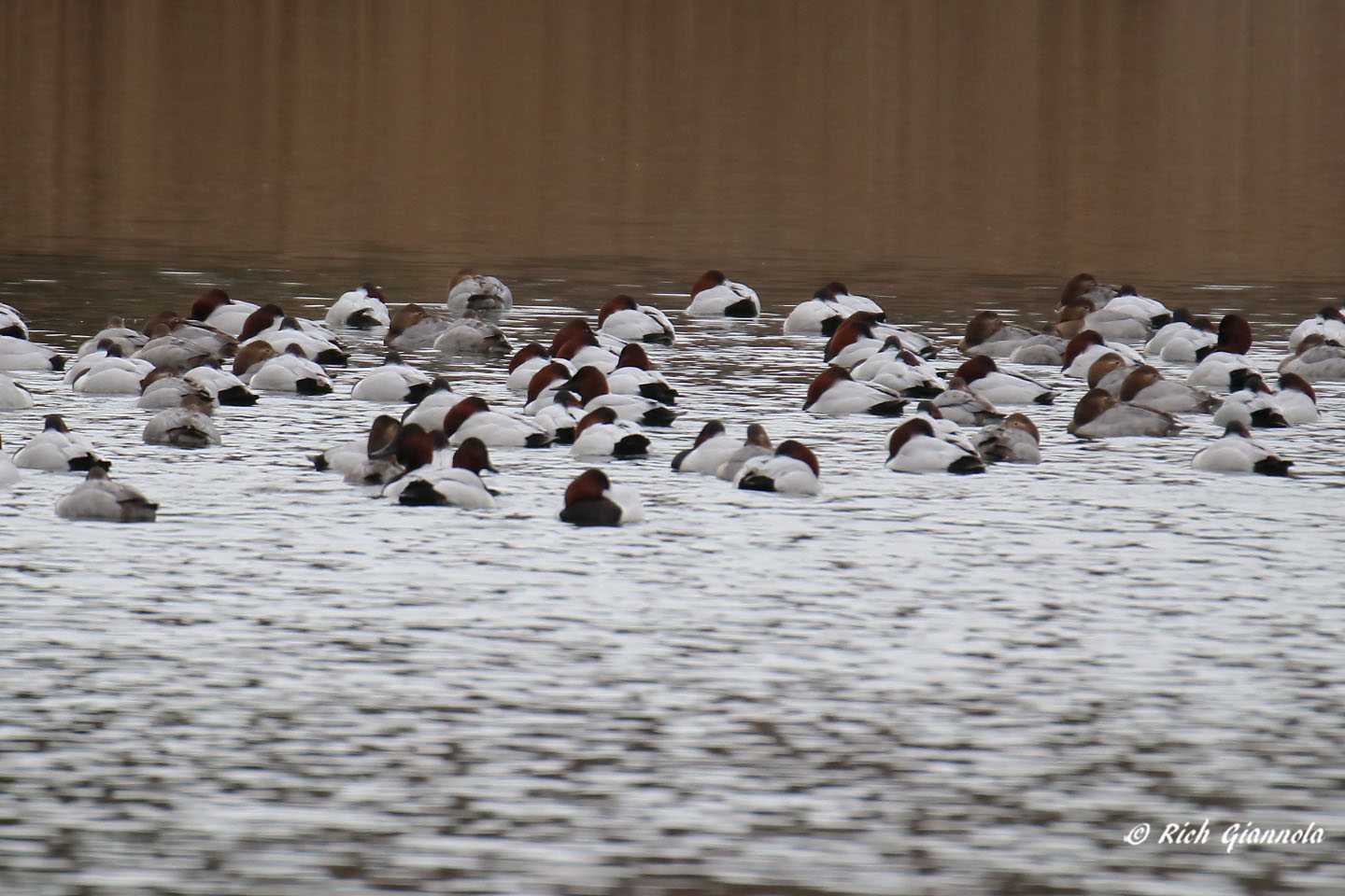 Birding at Silver Lake: Featuring Canvasbacks (1/8/21)