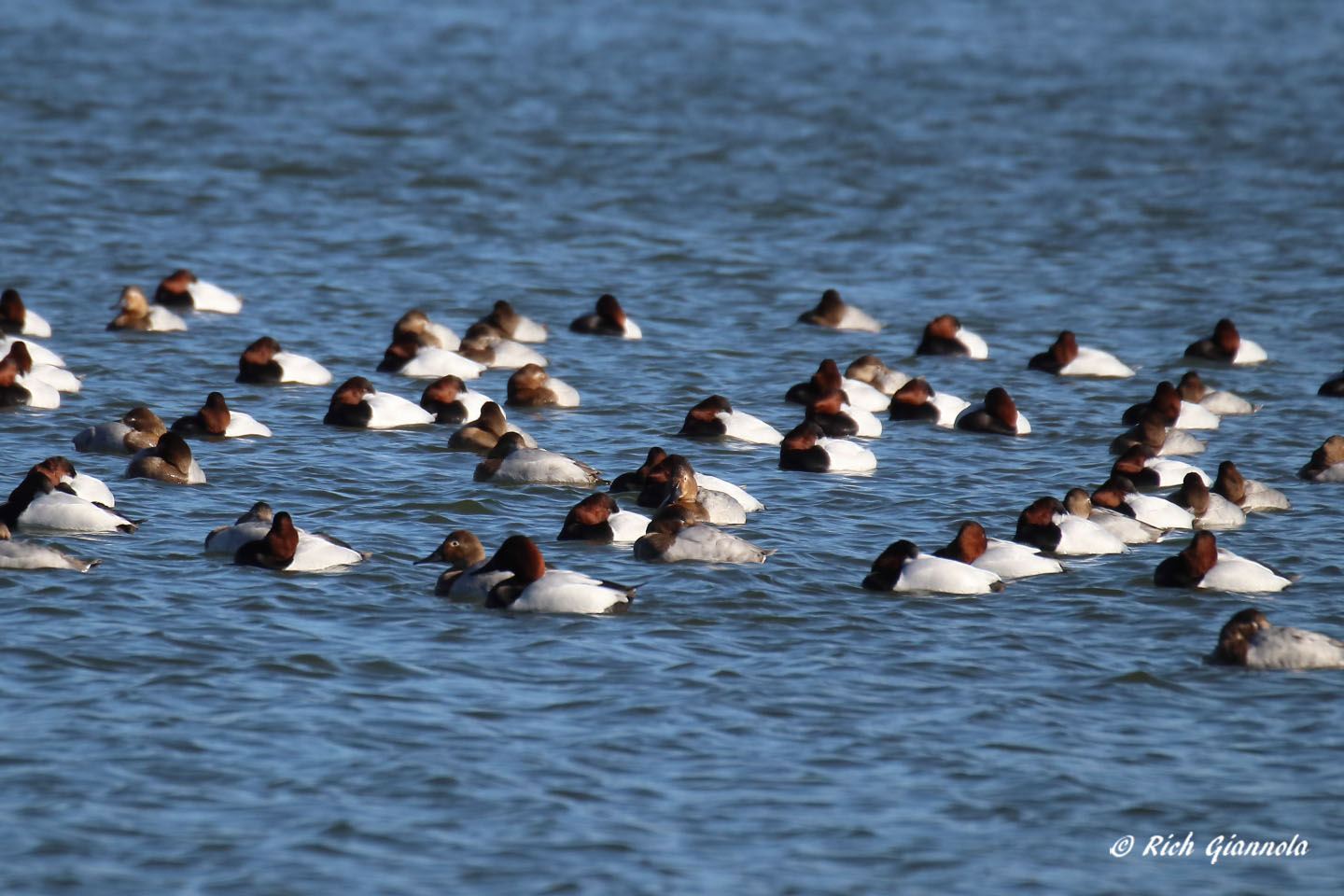 Birding at Silver Lake: Featuring Canvasbacks (1/22/21)