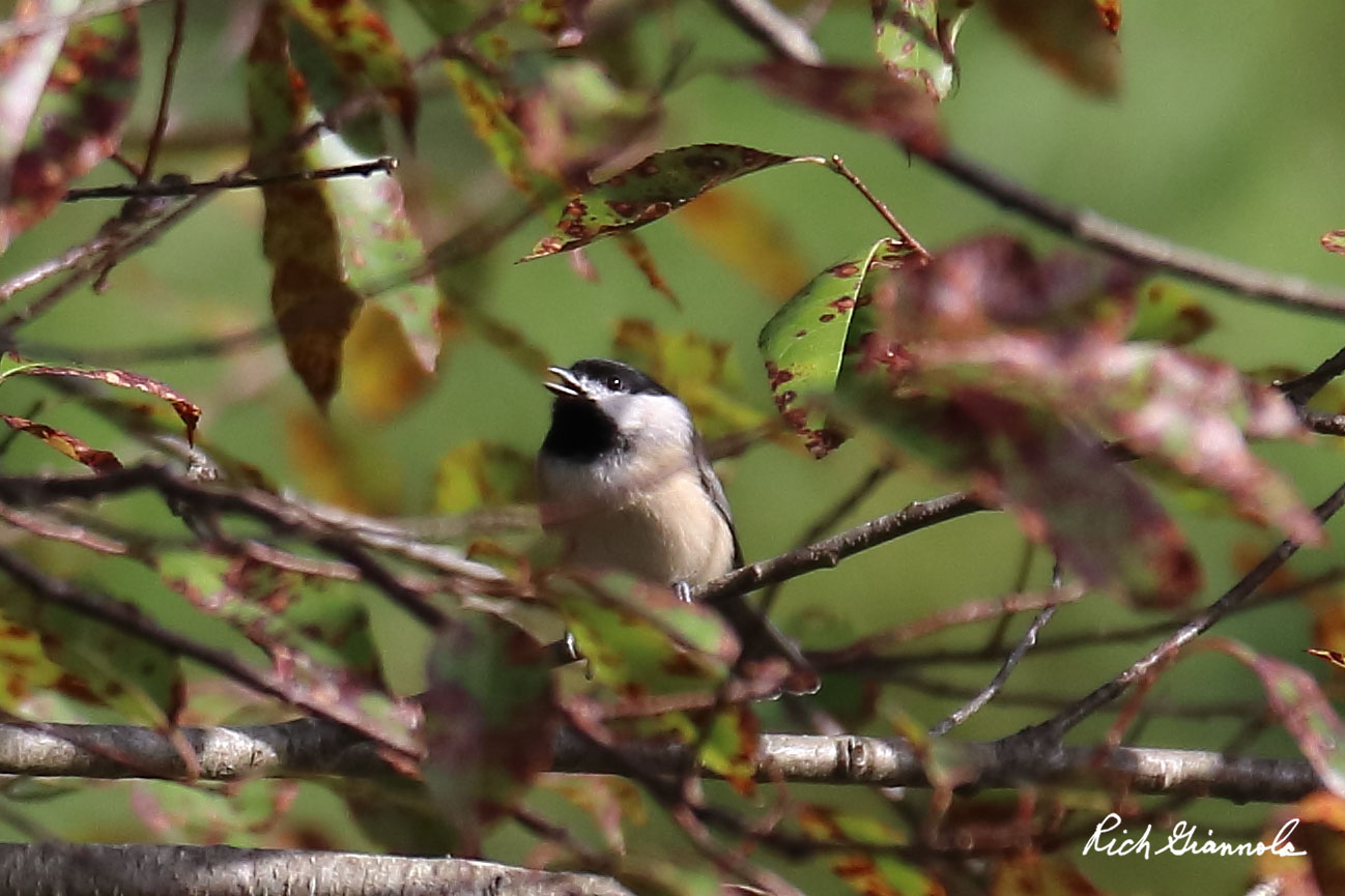 Birding at Holts Landing State Park: Featuring a Carolina Chickadee (10/4/20)