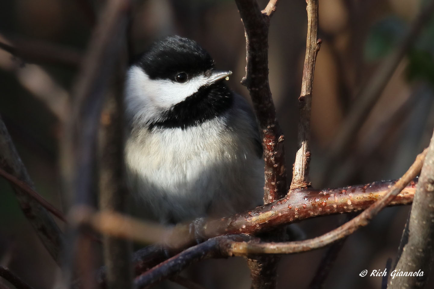 Birding at Cape Henlopen State Park: Featuring a Carolina Chickadee (1/11/21)