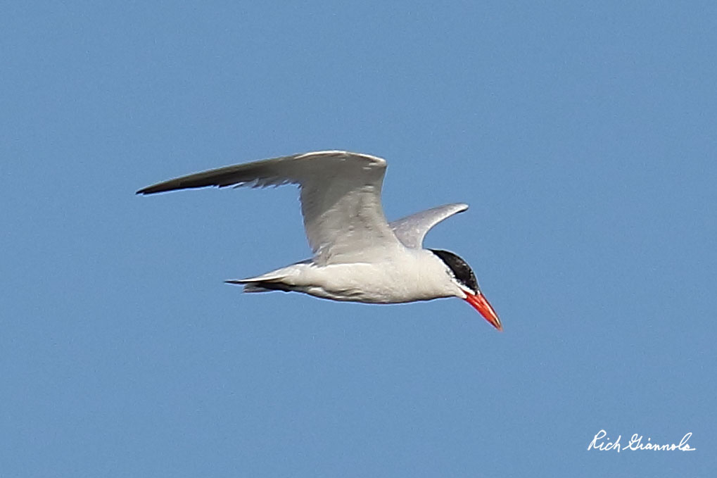 Birding at Cape Henlopen State Park: Featuring a Caspian Tern (9/8/20)