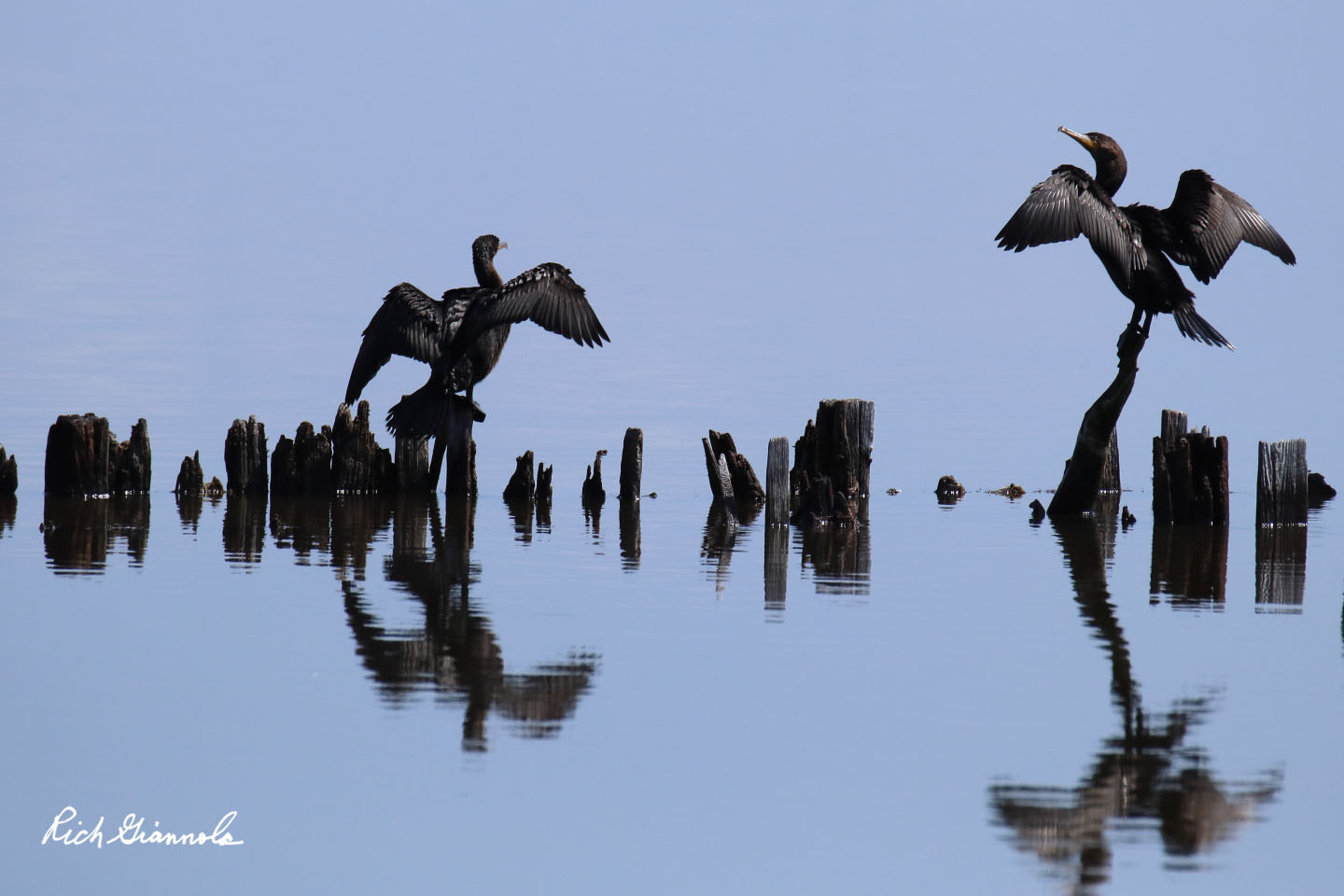 Birding at Cape Henlopen State Park: Featuring Double-Crested Cormorants (8/17/20)