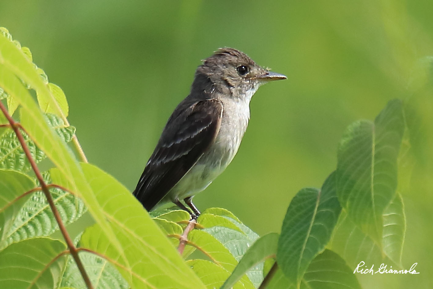 Birding at Prime Hook NWR: Featuring an Eastern Wood-Peewee (8/1/20)