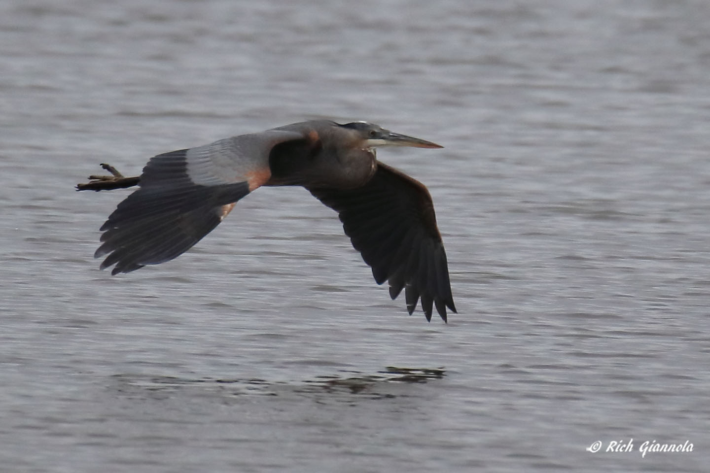 Birding at Cape Henlopen State Park: Featuring a Great Blue Heron (1/27/21)