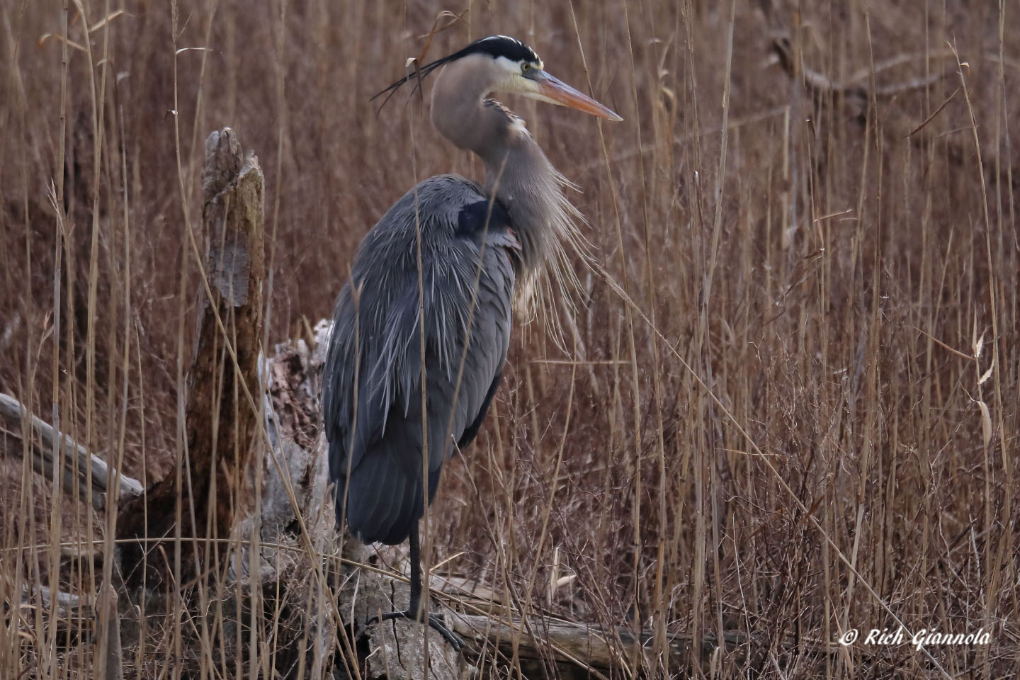 Birding at Prime Hook NWR: Featuring a Great Blue Heron (2/10/21)