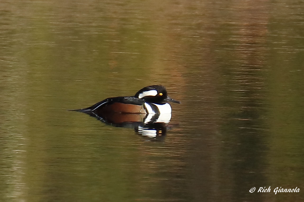 Birding at My Neighborhood Pond: Featuring a Hooded Merganser (1/19/21)