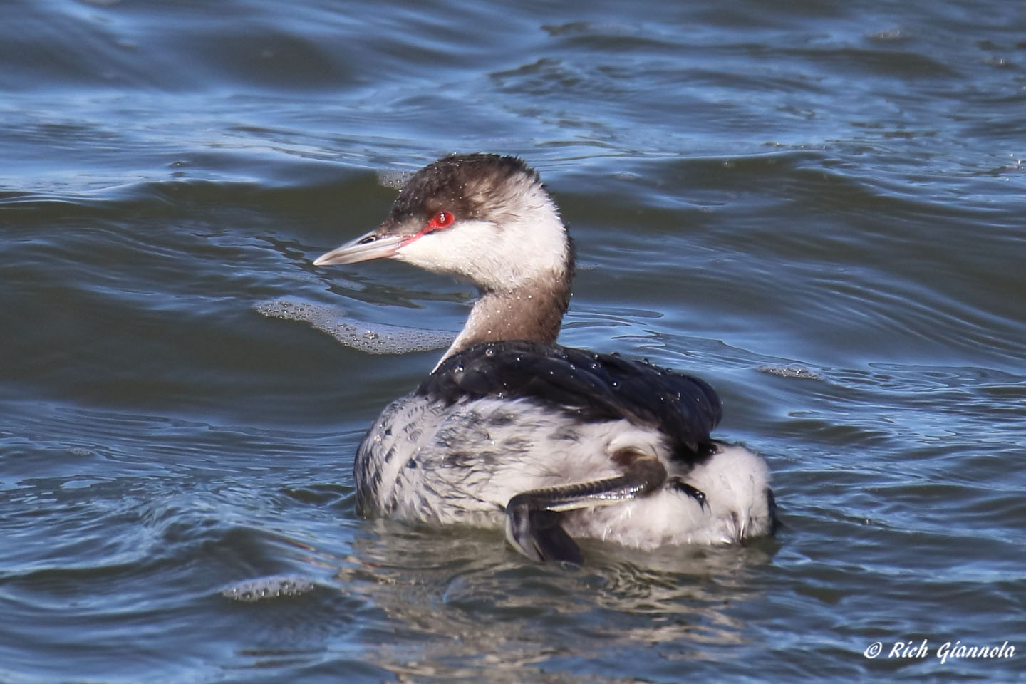 Birding at Delaware Seashore State Park: Featuring a Horned Grebe (2/4/21)