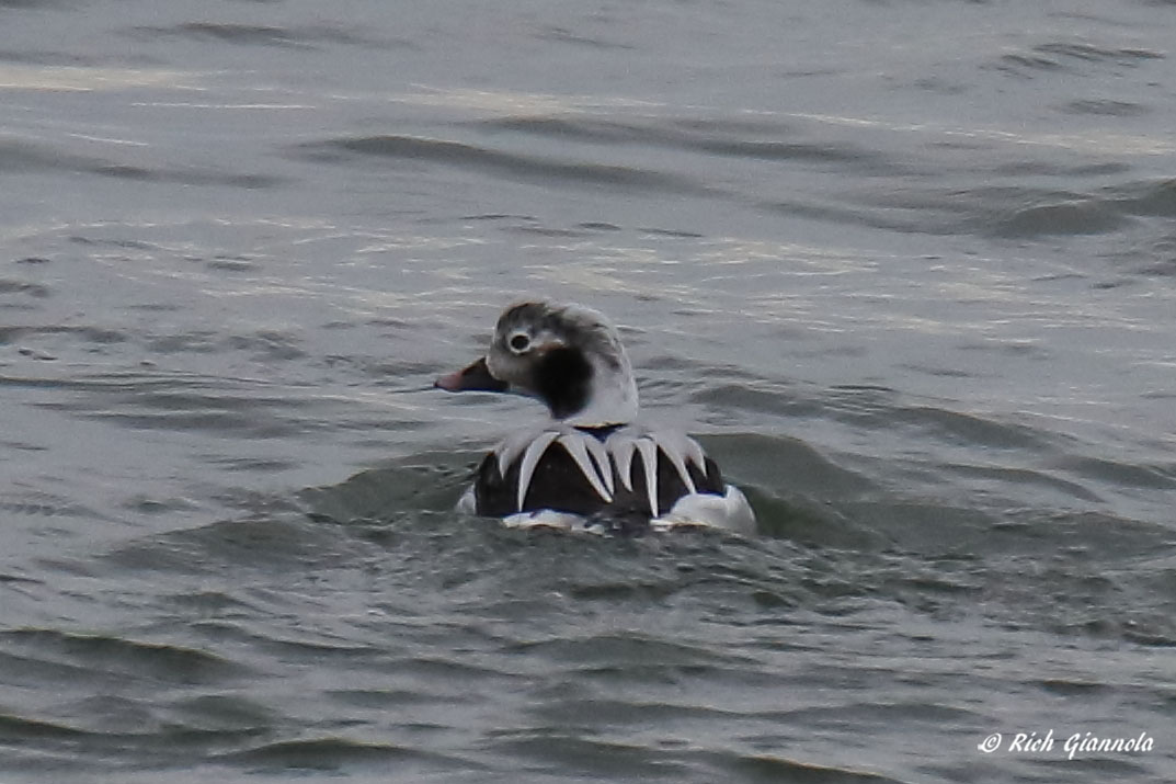 Birding at Delaware Seashore State Park: Featuring a Long-Tailed Duck (1/8/21)