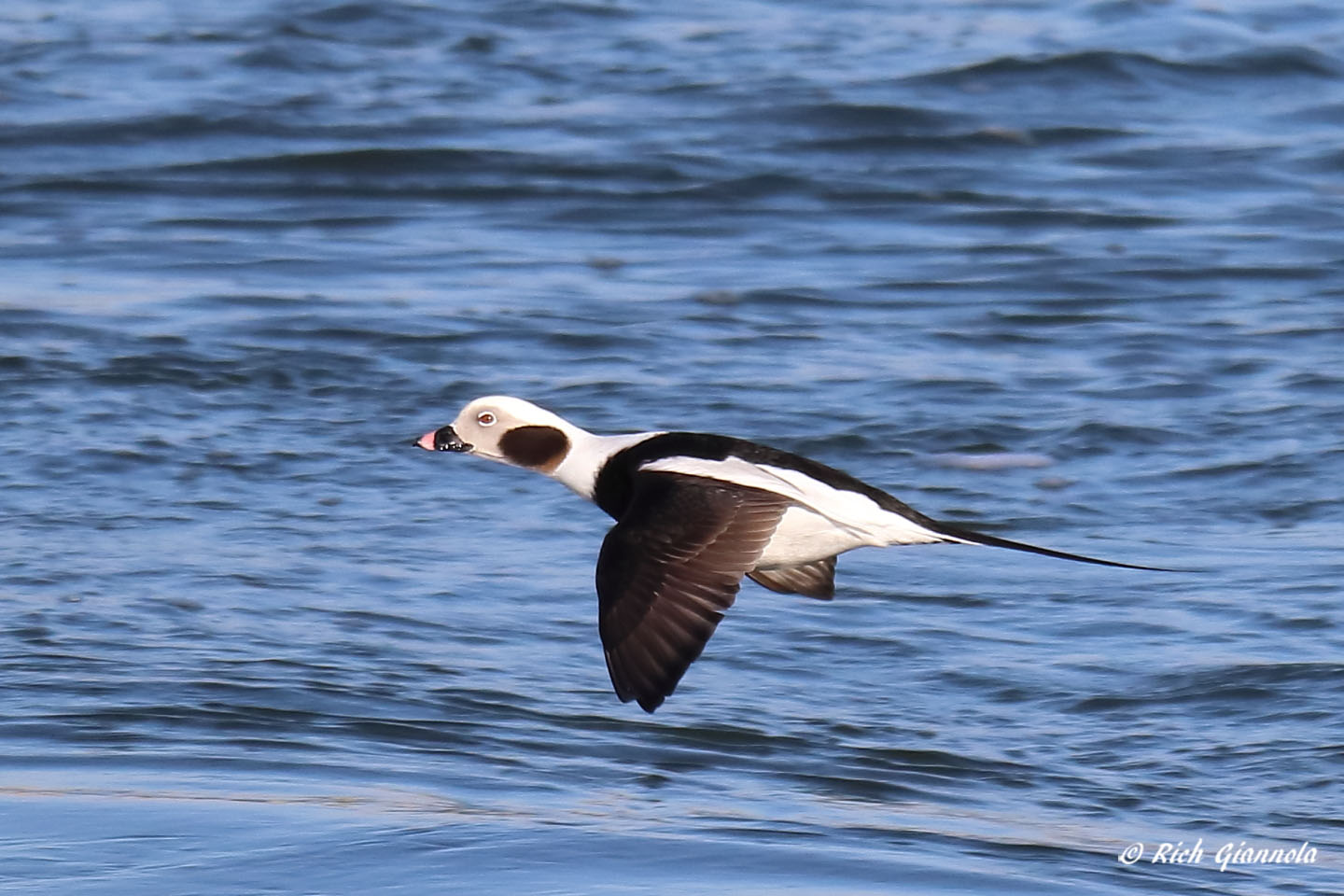 Birding at Delaware Seashore State Park: Featuring a Long-Tailed Duck (1/22/21)