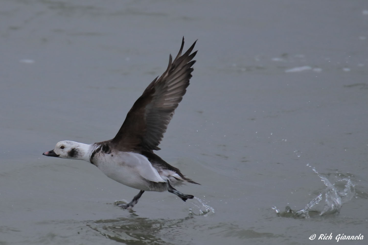 Birding at Delaware Seashore State Park: Featuring a Long-Tailed Duck (2/16/21)