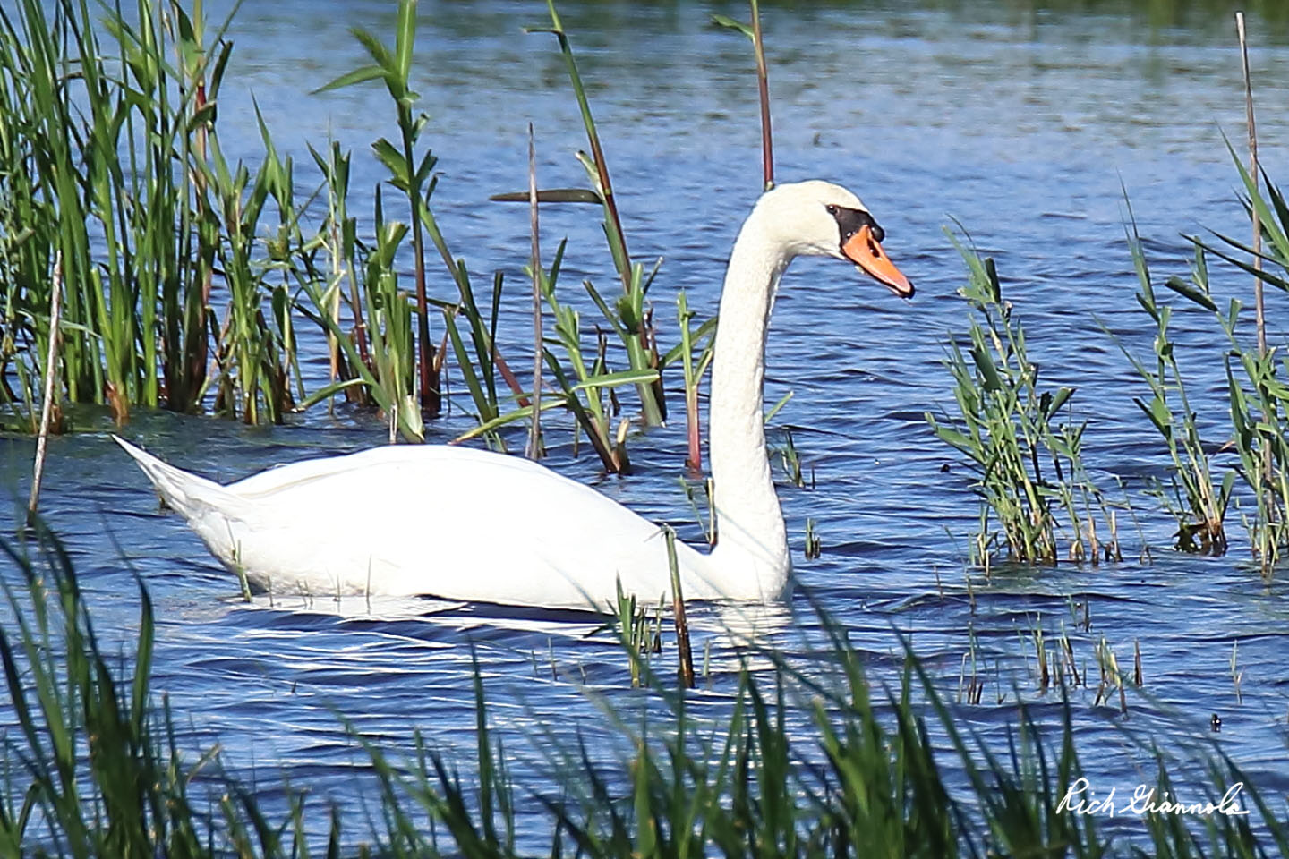 Birding at Bombay Hook NWR: Featuring a Mute Swan (8/30/20)