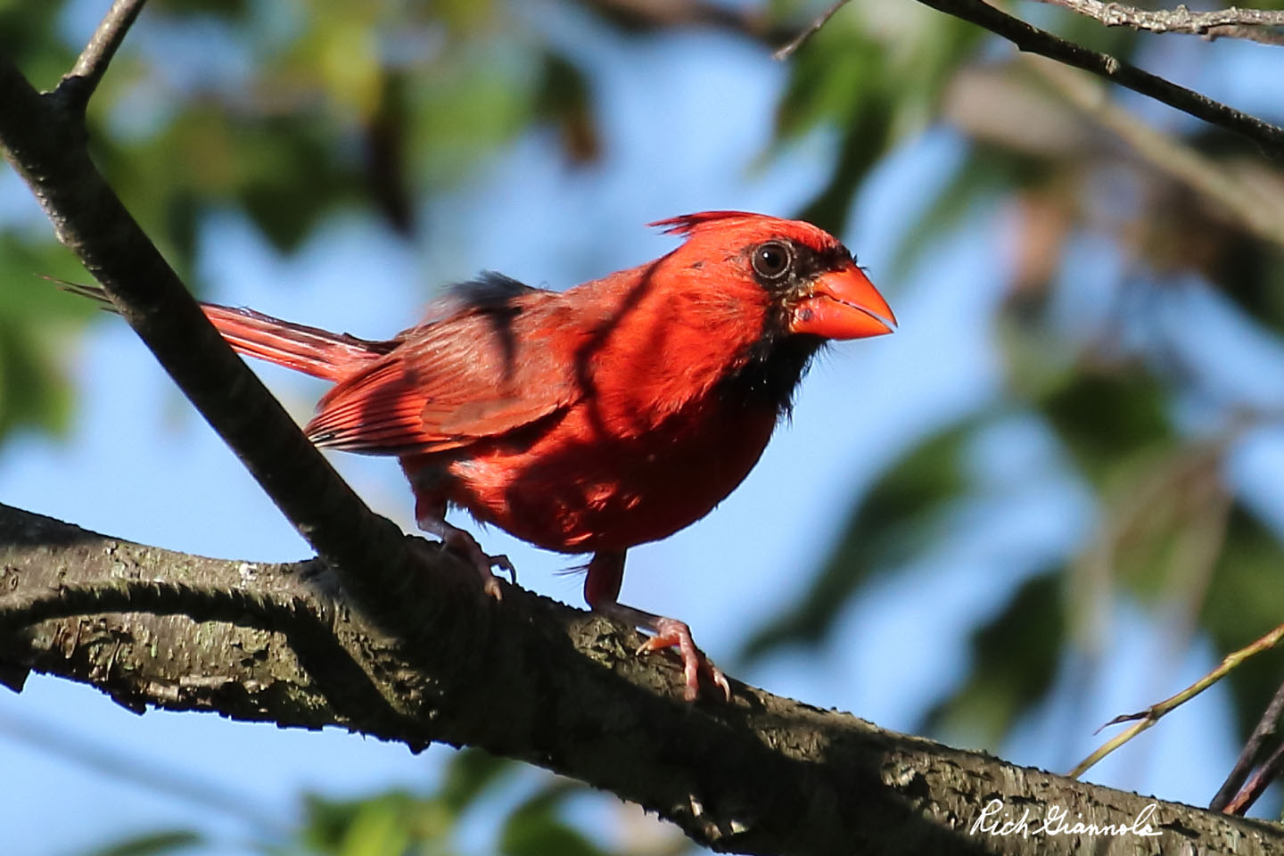 Birding at Cape Henlopen State Park: Featuring a Northern Cardinal (8/18/20)