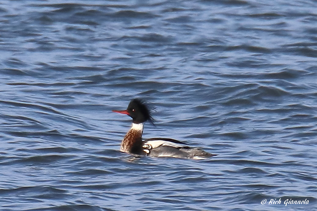 Birding at Cape Henlopen State Park: Featuring a Red-Breasted Merganser (1/21/21)