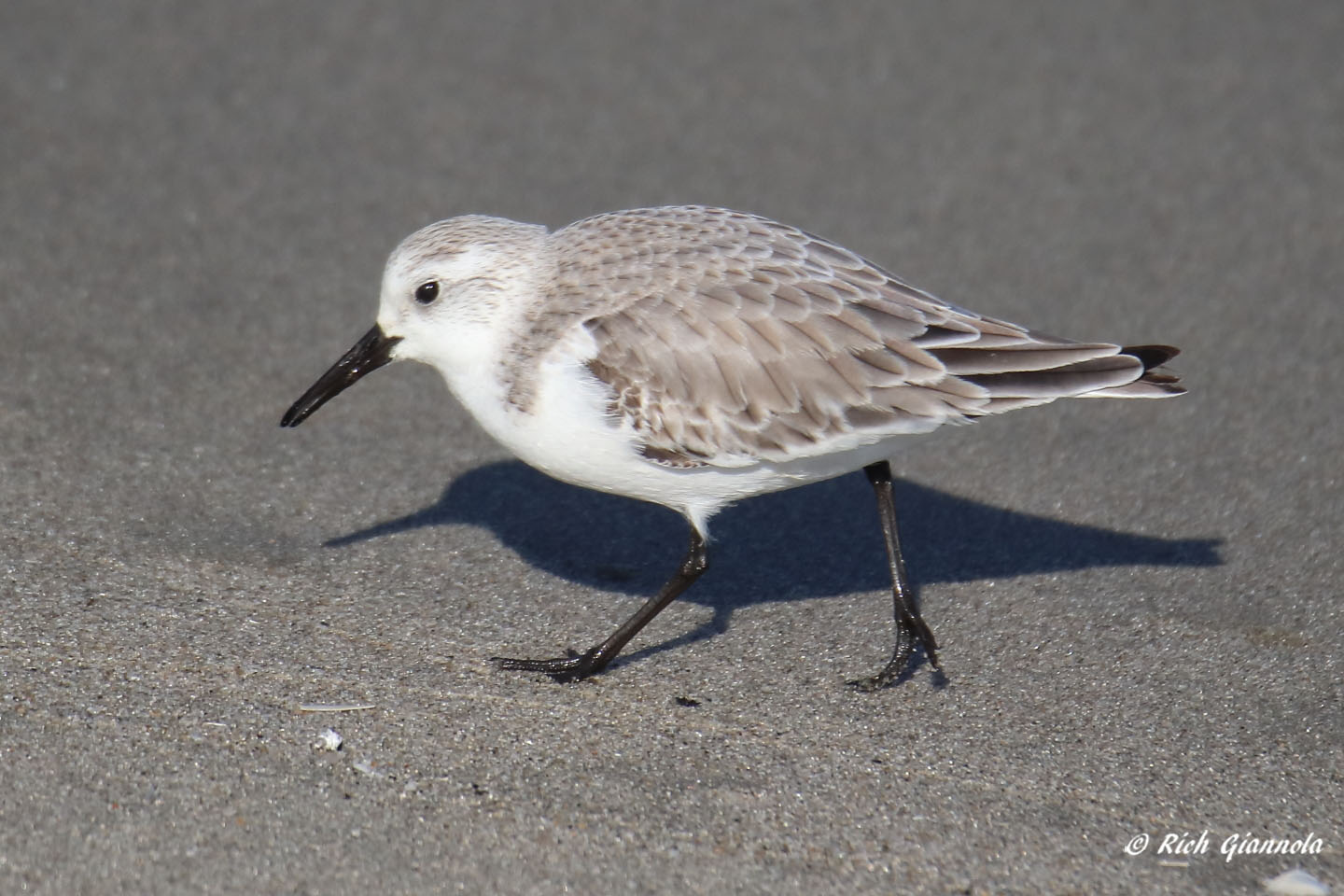 Birding at Broadkill Beach: Featuring a Sanderling (1/19/21)