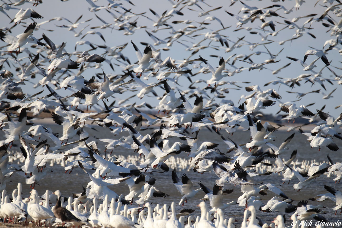 Birding at Prime Hook NWR Fowler Beach: Featuring Snow Geese (2/6/21)