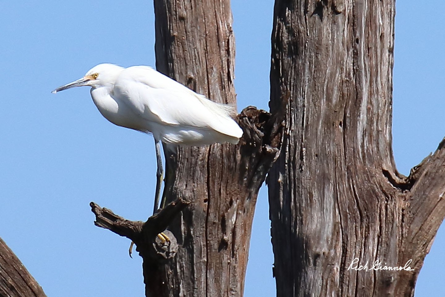 Birding at Bombay Hook NWR: Featuring a Snowy Egret (09/22/20)