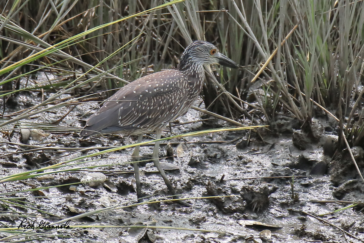 Birding at Chincoteague NWR: Featuring a Yellow-Crowned Night Heron (9/15/20)