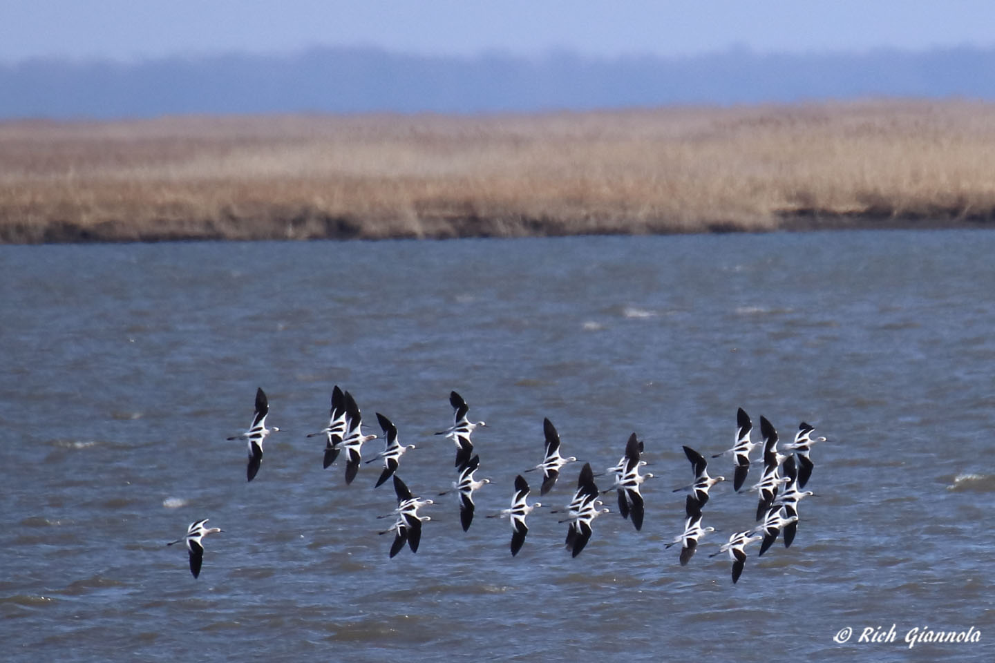 Birding at Bombay Hook NWR: Featuring American Avocets (3/10/21)