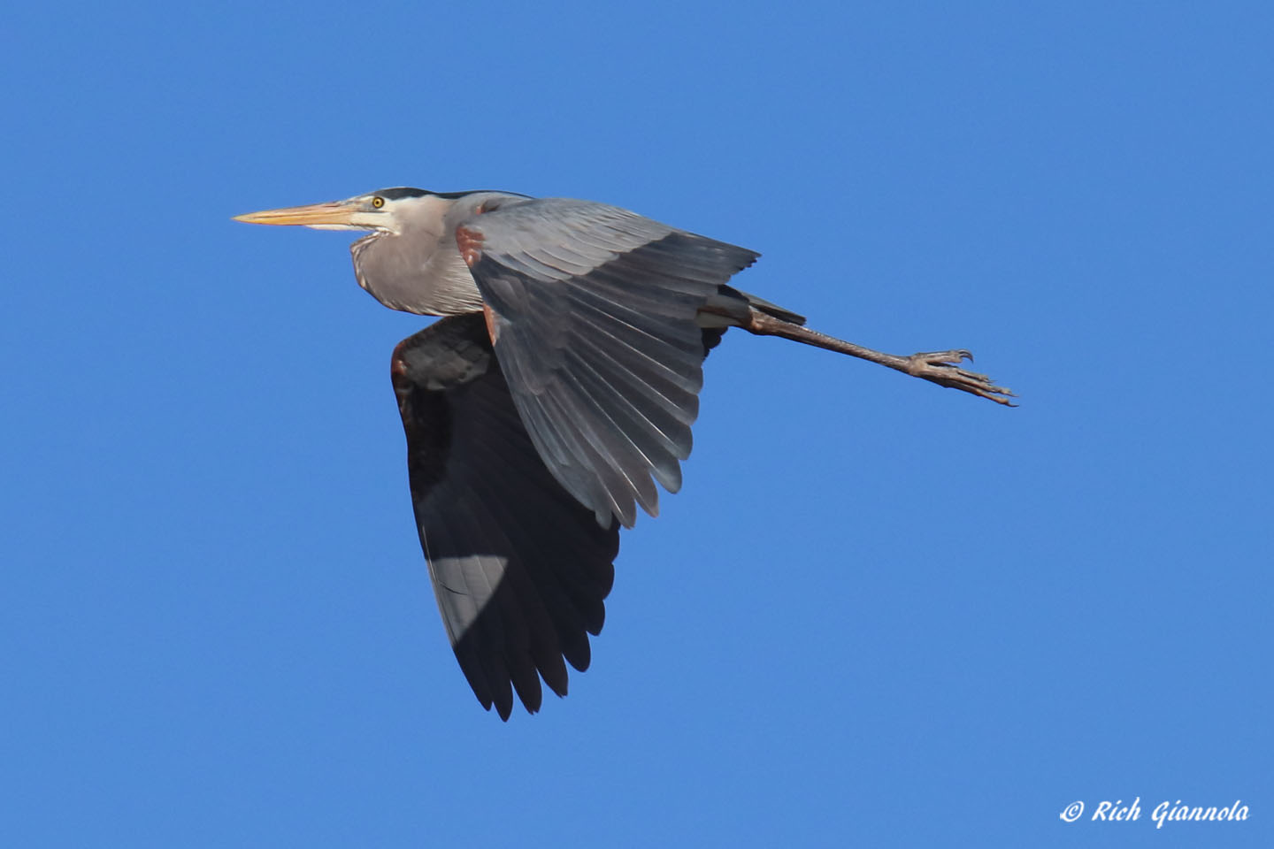 Birding at Assawoman State Wildlife Area: Featuring a Great Blue Heron (3/27/21)