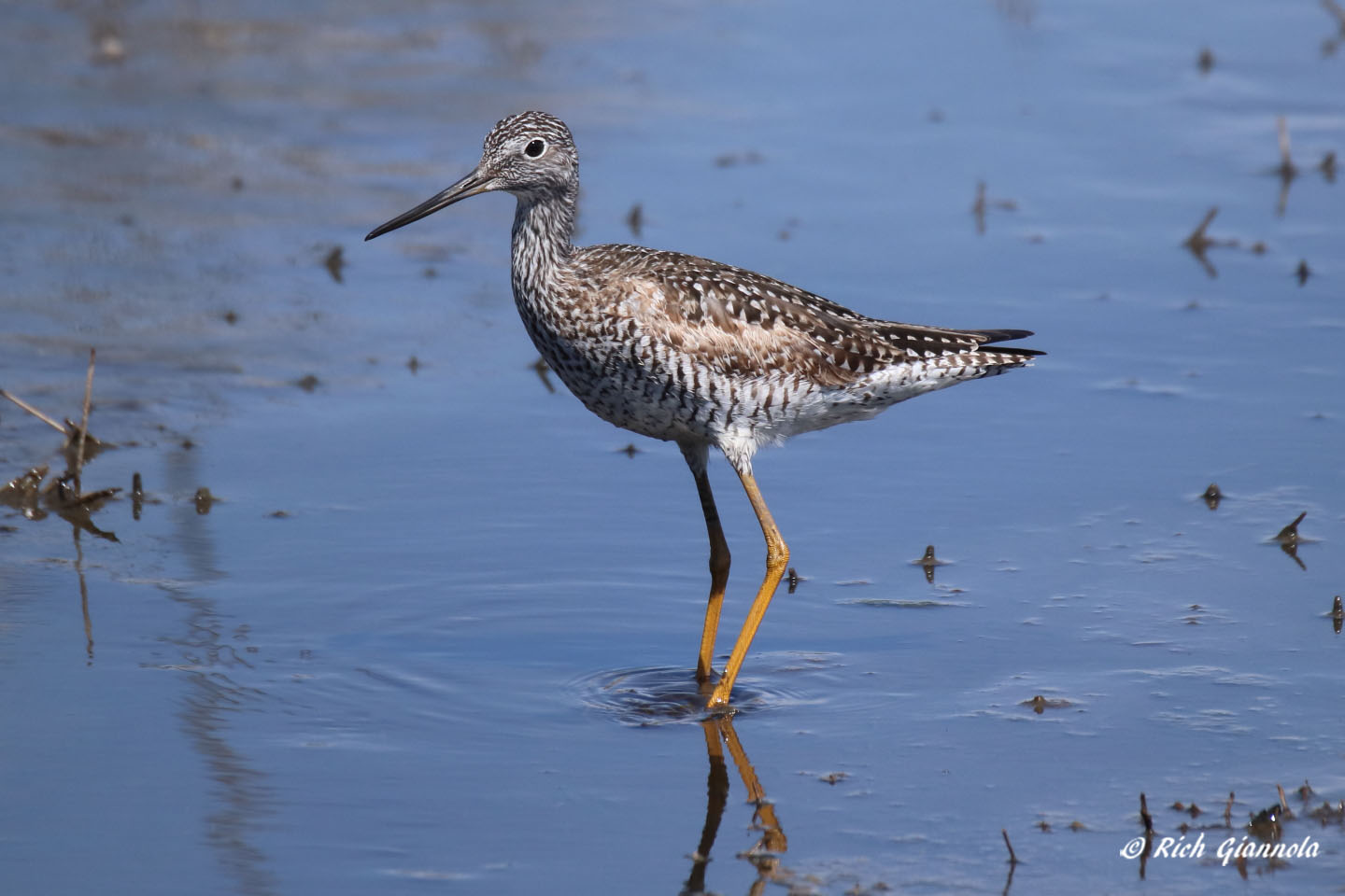 Birding at Prime Hook NWR: Featuring a Greater Yellowlegs (4/20/21)