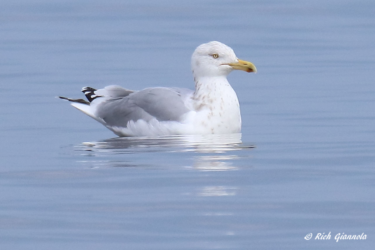 Birding at Roosevelt Inlet: Featuring a Herring Gull (3/12/21)