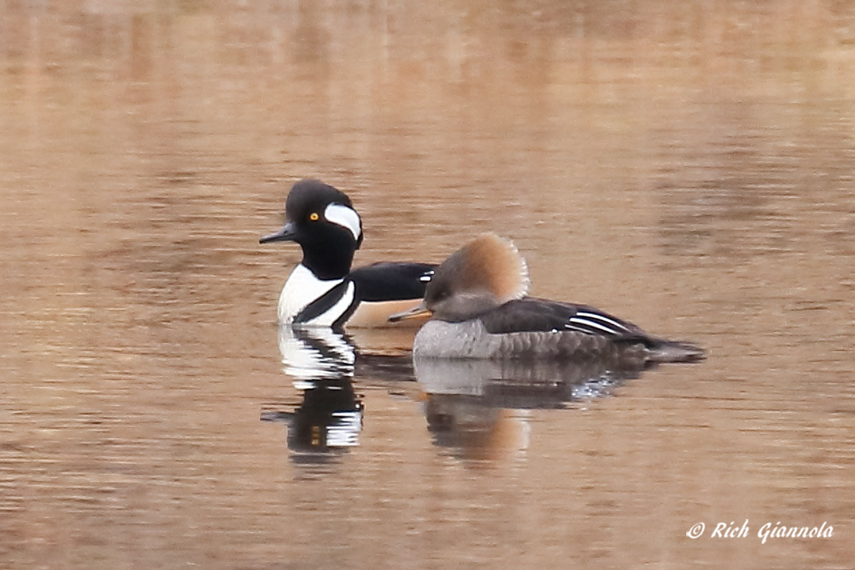 Birding at My Neighborhood Pond: Featuring Hooded Mergansers (2/23/21)