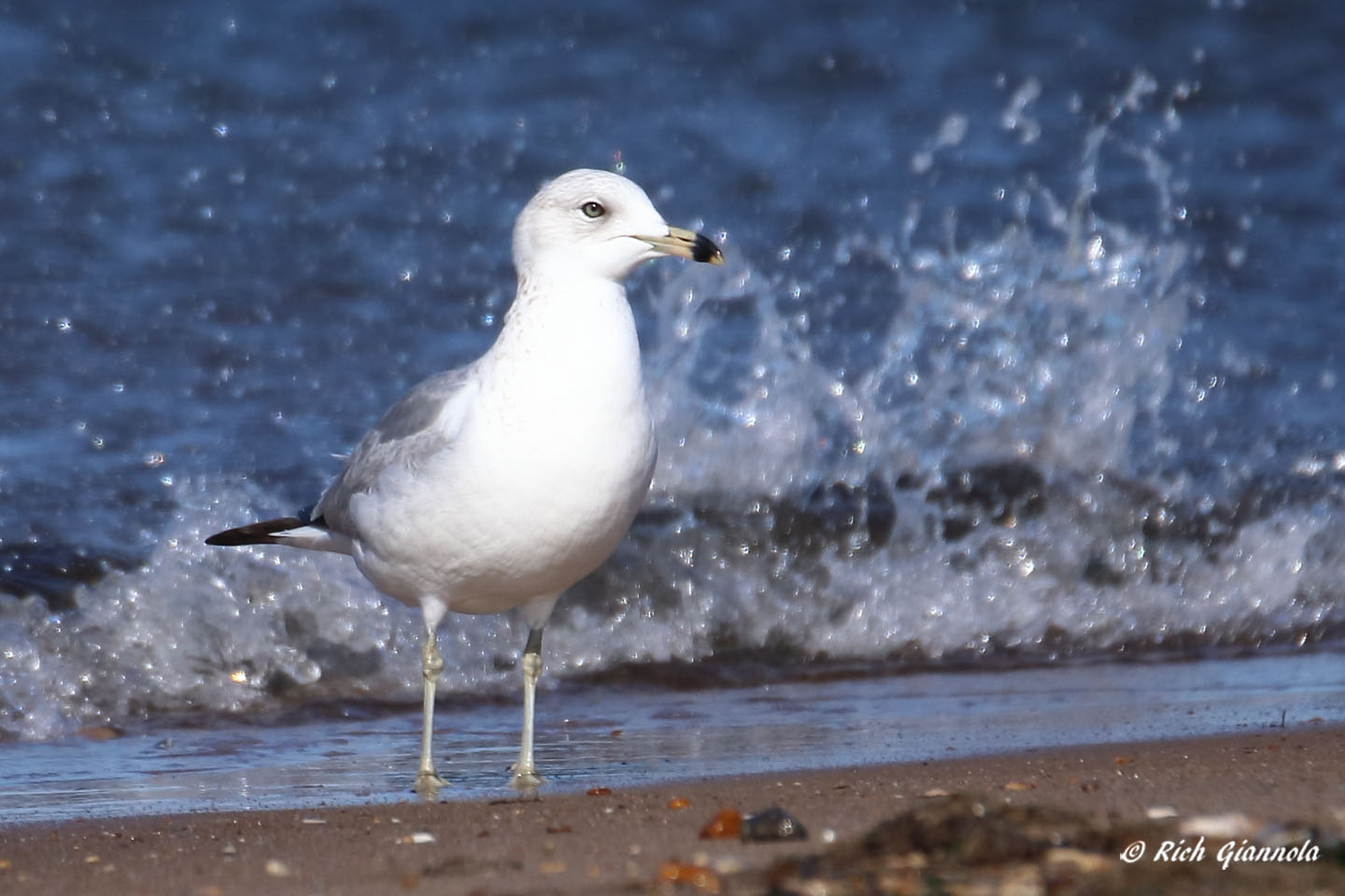 Birding at Cape Henlopen State Park: Featuring a Ring-Billed Gull (2/24/21)