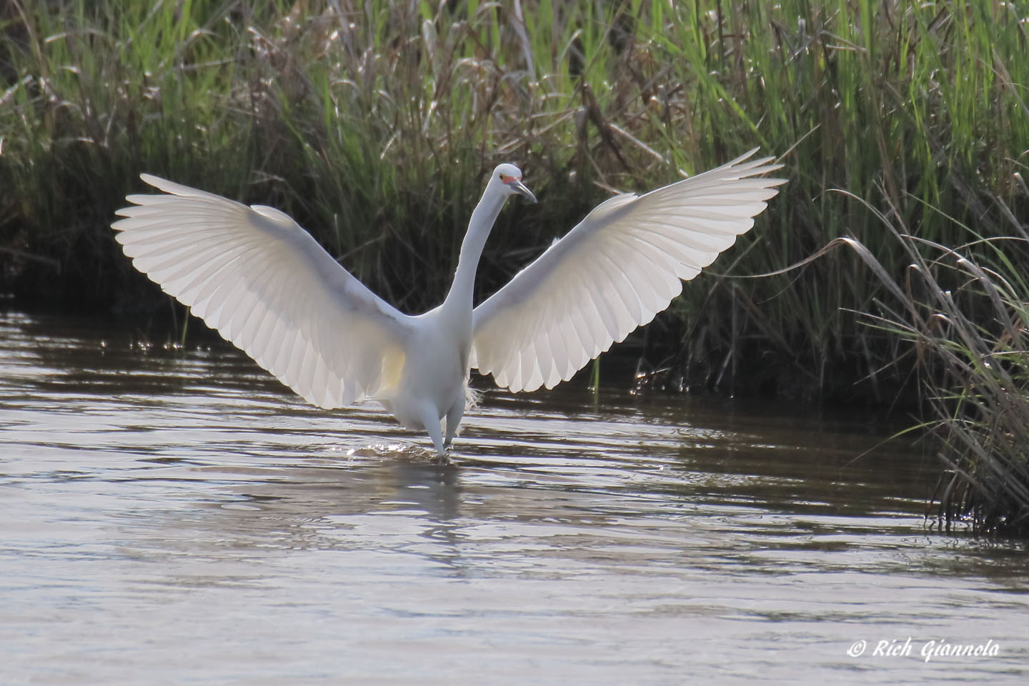 Birding at Prime Hook NWR: Featuring a Snowy Egret (4/28/21)