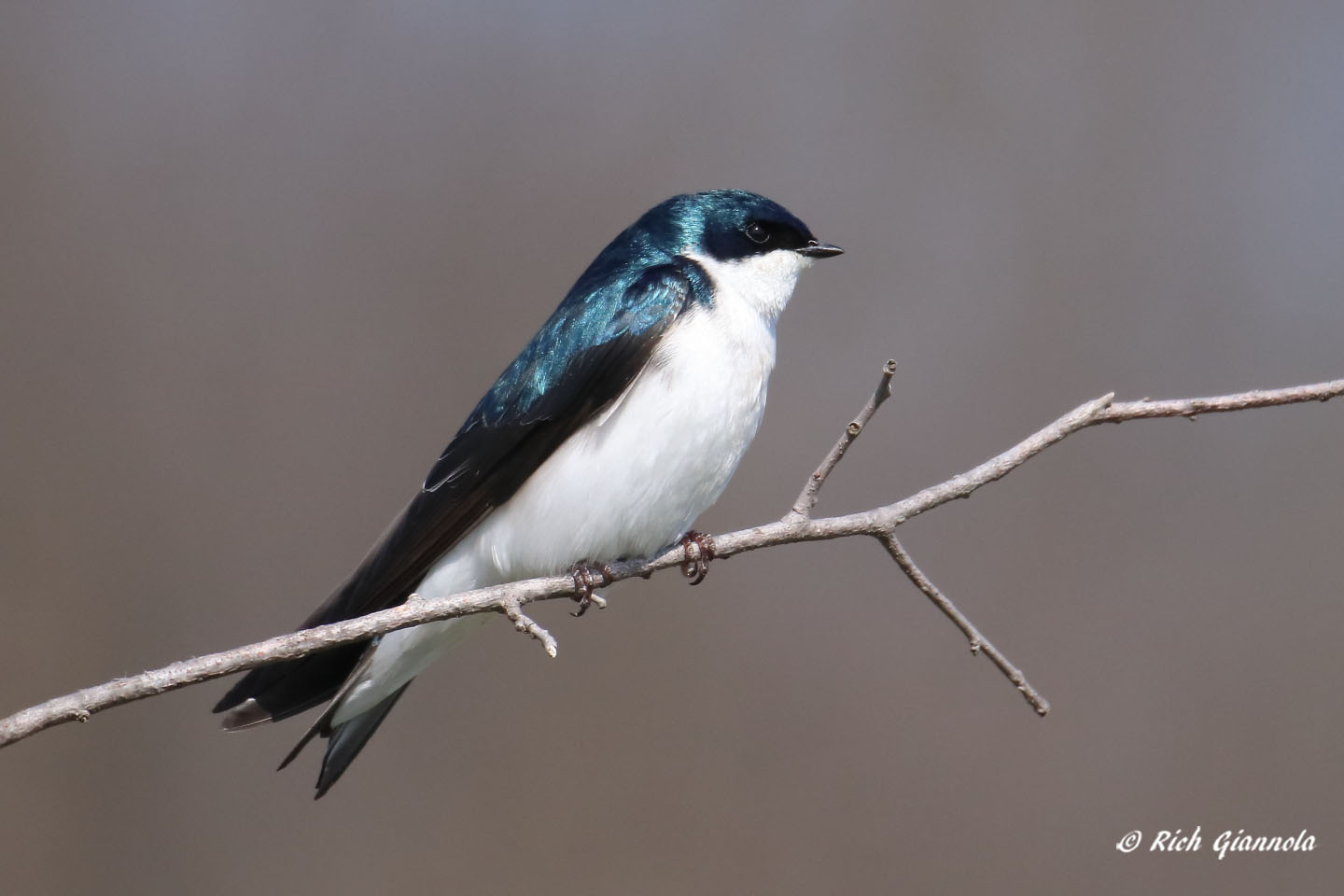 Birding at Hibernia County Park: Featuring a Tree Swallow (4/6/21)