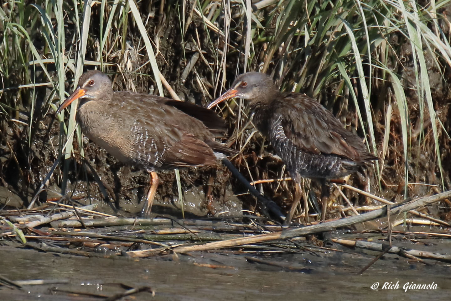 Birding at DuPont Nature Center: Featuring Clapper Rails (5/18/21)