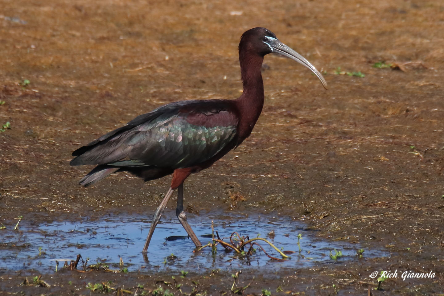 Birding at Chincoteague NWR: Featuring a Glossy Ibis (5/27/21)